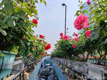 1.2万株月季盛开，南昌八一桥景观花廊拥抱春景
