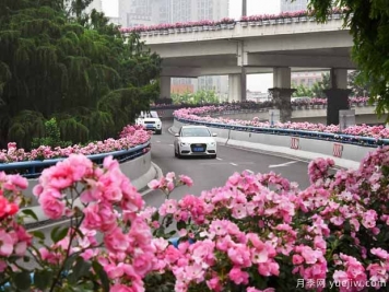 上海月季应用和景观图集