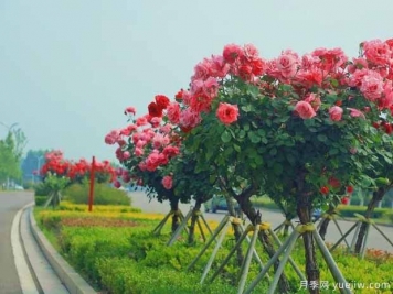 商丘月季市花文化和景观图集