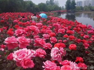 平顶山月季市花文化和景观图集