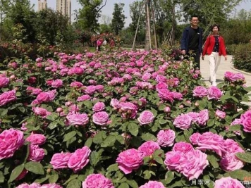 焦作月季市花文化和景观