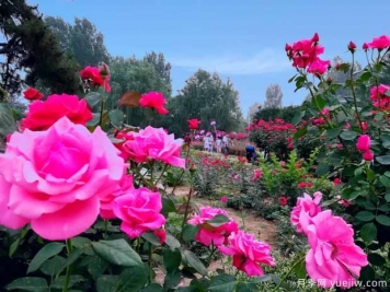 漯河月季市花文化和景观图集