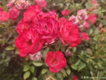 和谐月季