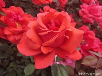 杂交茶香月季（ Hybrid Tea Roses ，简称 HT )