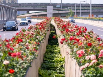 郑州月季花路，生态廊道彩绘绿都花季