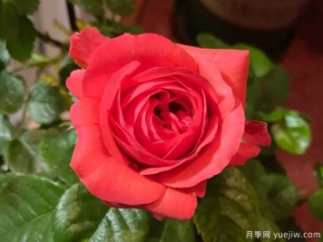 红果汁月季/红色果汁阳台月季