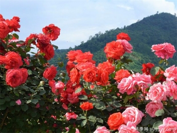 南阳市月季国家林木种质资源库成立，打造南阳月季甲天下