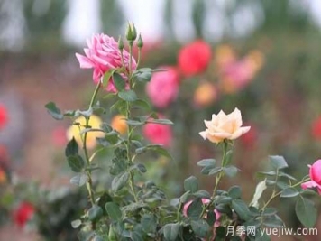 山东昌乐：百亩月季花海 引燃夏日激情