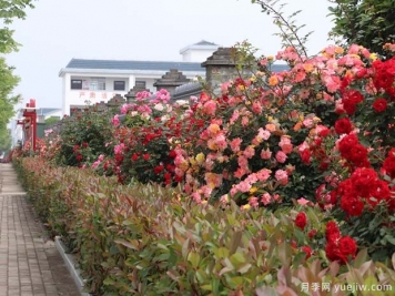 信阳平桥区：美丽乡村月季开，幸福生活美景来