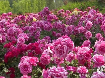 潍坊寿光：中华月季园10多万株月季花美丽盛开