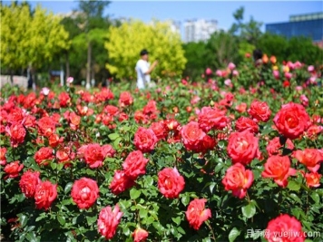 月季花黑斑病如何防治呢？