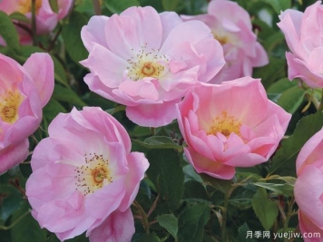 绯红夫人月季