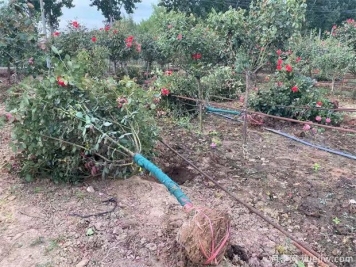 什么苗苗木要带土球？什么花苗不用带土球？