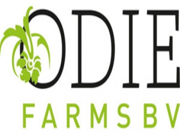 月季育种家：​荷兰Odie Farm月季公司
