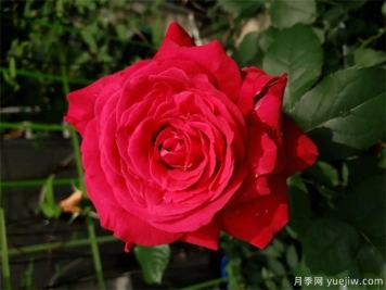 亚力克红月季，香味浓郁花大花美
