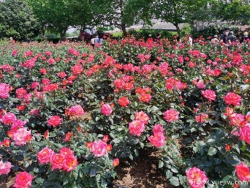 常州月季市花文化和景观图集