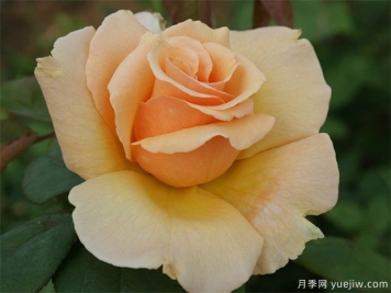 大奖章月季