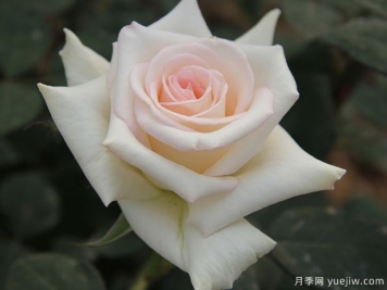 玛依柯月季
