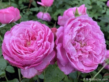 为了你的家庭月季的优缺点是什么？