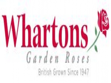 月季育种家：英国沃顿花园玫瑰苗圃(Whartons Nurseries)