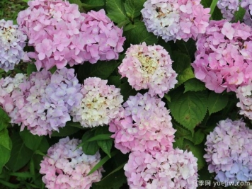 不同品种的绣球开花后如何修剪？