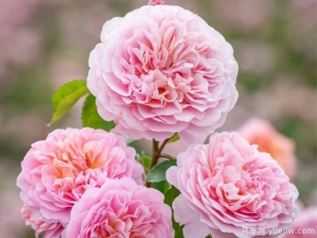 优丝塔夏福爱月季/尤泰莎菲月季/游苔莎斐伊
