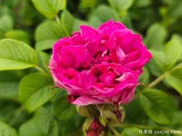 银川玫瑰市花文化和月季景观