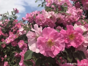奎屯玫瑰市花文化和月季景观