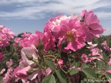 乌鲁木齐玫瑰市花文化和月季景观