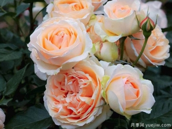 吉纳维夫奥尔西月季的优缺点是什么？