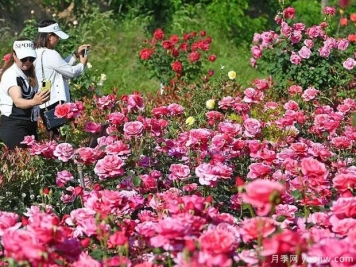 天水月季市花文化和景观图集