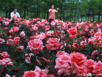 义乌月季市花文化和景观图集