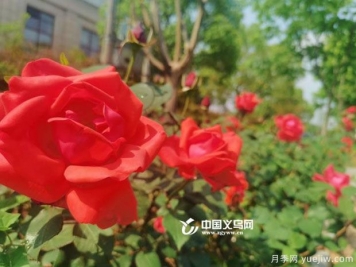 市花月季相继绽放 义乌美丽春天花香满城