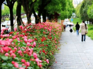 恩施月季市花文化和景观图集