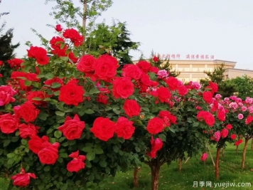 长治月季市花文化和景观图集