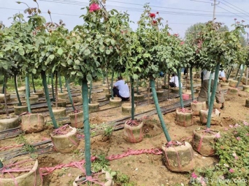 精品地面钵树状月季发货山西园林