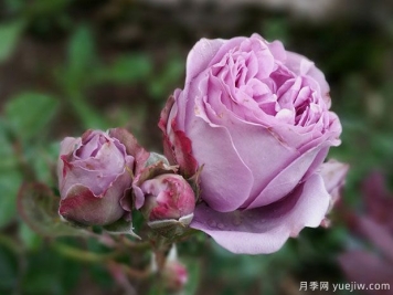 寂静月季