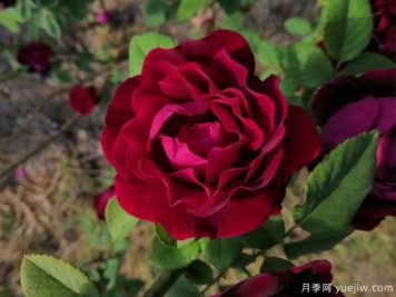 贾博士的纪念月季/纪念阿方斯拉瓦莱埃月季