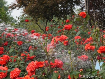 种植月季2000多万株，郑州打造月季花城