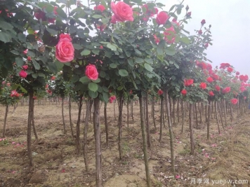 总结归纳树状月季养护管理知识