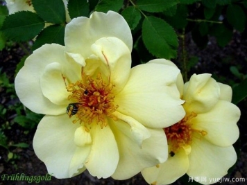 金色的春天月季/春之金奖月季