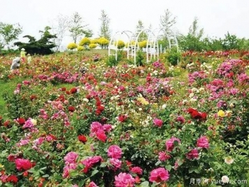 锦州月季市花文化和景观图集