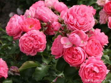 德国科德斯的20个花环月季品种，美丽又丰花，抗病好轻松养