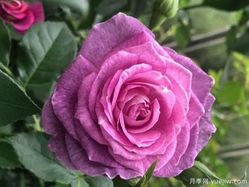 暗物质月季