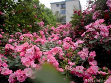 郴州月季市花文化和景观图集