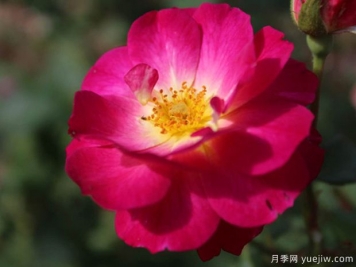 至高无上月季