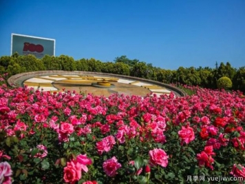 烟台月季市花文化和景观图集