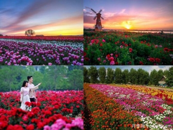 沧州月季市花文化和景观图集