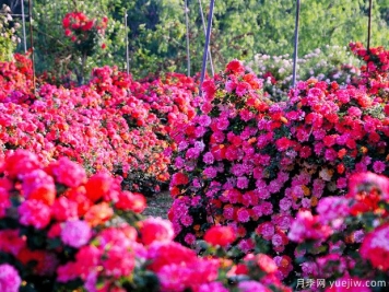 青岛月季市花文化和景观图集