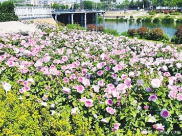 胶州月季市花文化和景观图集